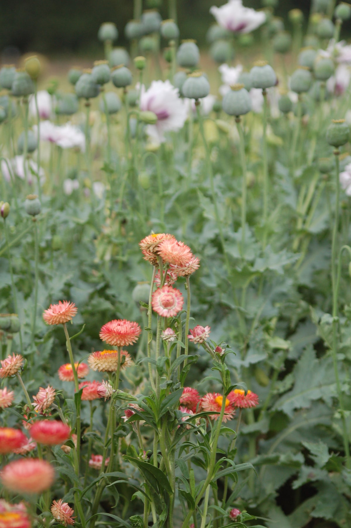 Helichrysum bracteatum 'Salmon Rose' (strobloem) - Bloemenzaad voor langbloeiende bloemen