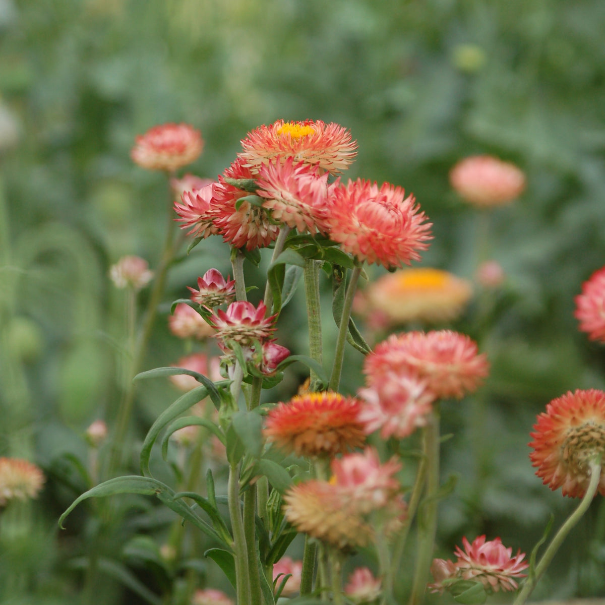 Zaaipakket pluktuin SUMMER - Bloemenzaad voor een uitbundige tuin