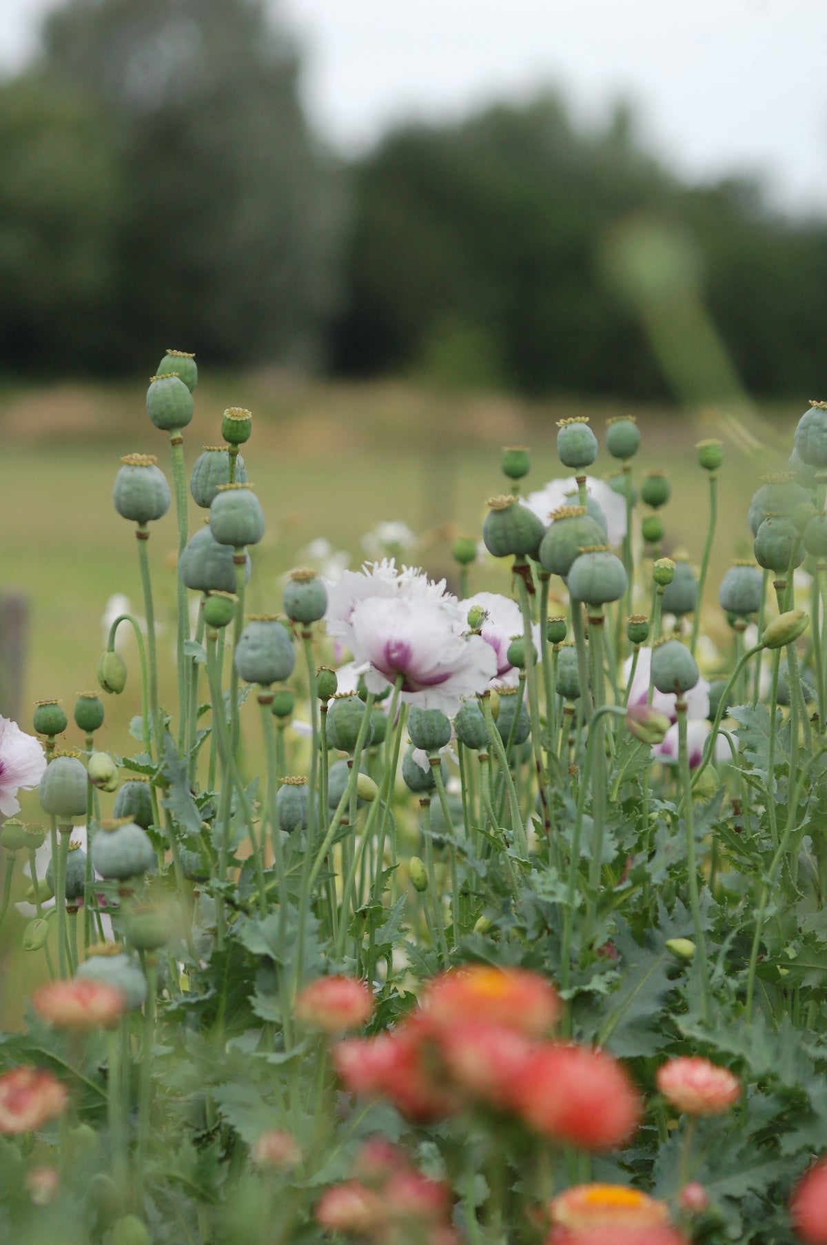 Papaver somniferum 'Lilac' (bolpapaver) - Bloem voor insecten