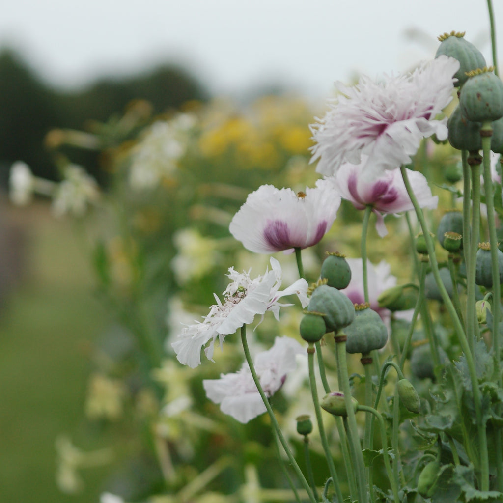 Papaver somniferum 'Lilac' (bolpapaver) - Bloem voor insecten