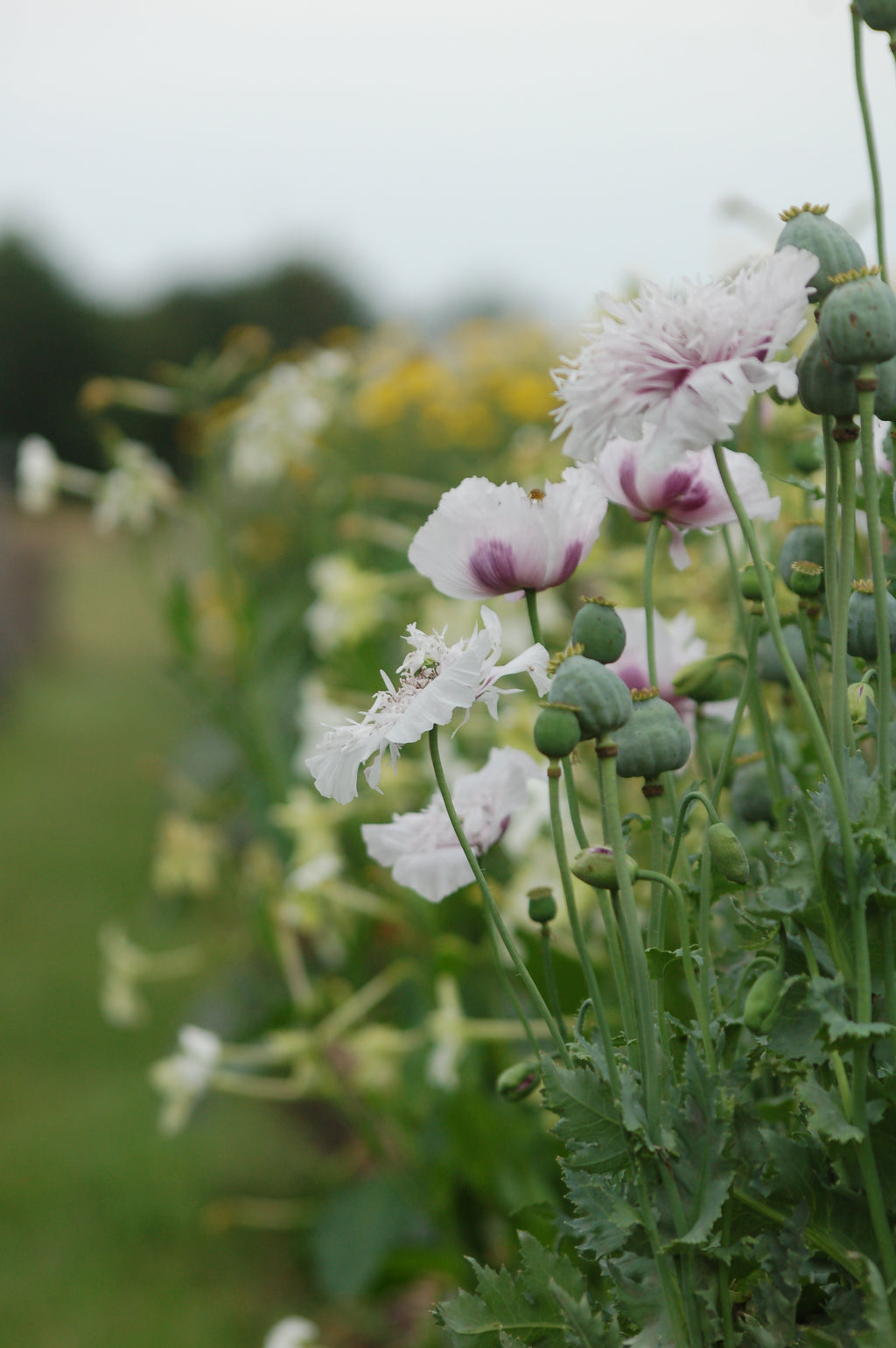 Papaver somniferum 'Lilac' (bolpapaver) - Bloem voor insecten