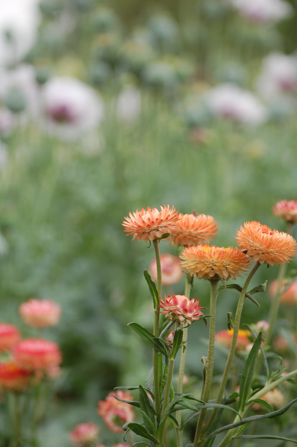 Helichrysum bracteatum 'Salmon Rose' (strobloem) - Bloemenzaad voor langbloeiende bloemen