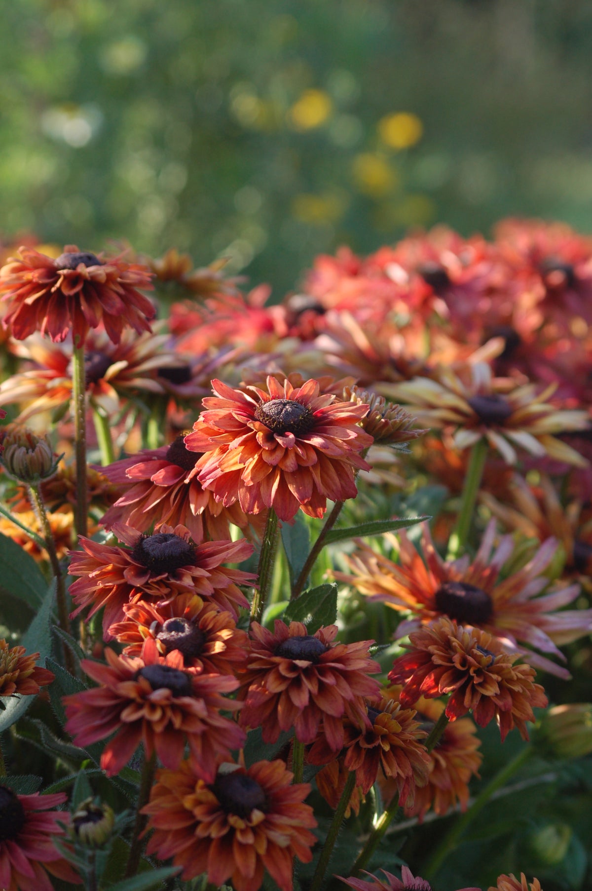 Rudbeckia hirta 'Mix' (zonnehoed) - Bloemenzaad voor langbloeiende bloemen