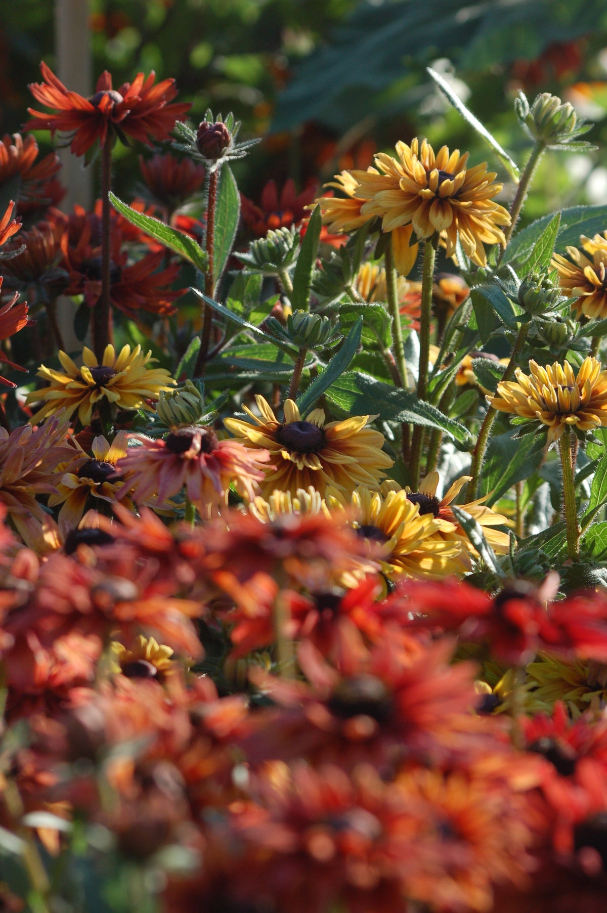 Rudbeckia hirta 'Mix' (zonnehoed) - Bloemenzaad voor langbloeiende bloemen