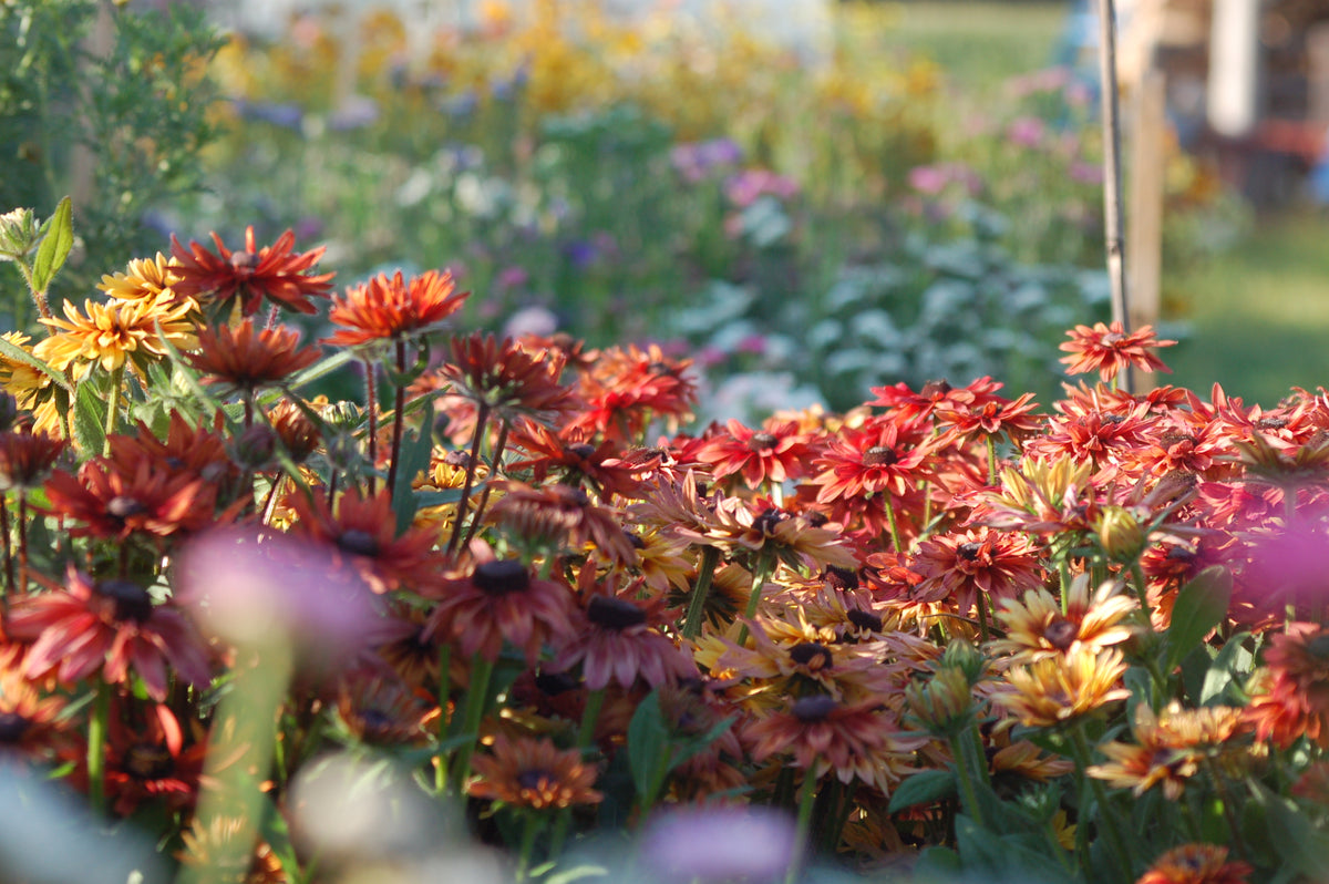 Rudbeckia hirta 'Mix' (zonnehoed) - Bloemenzaad voor langbloeiende bloemen
