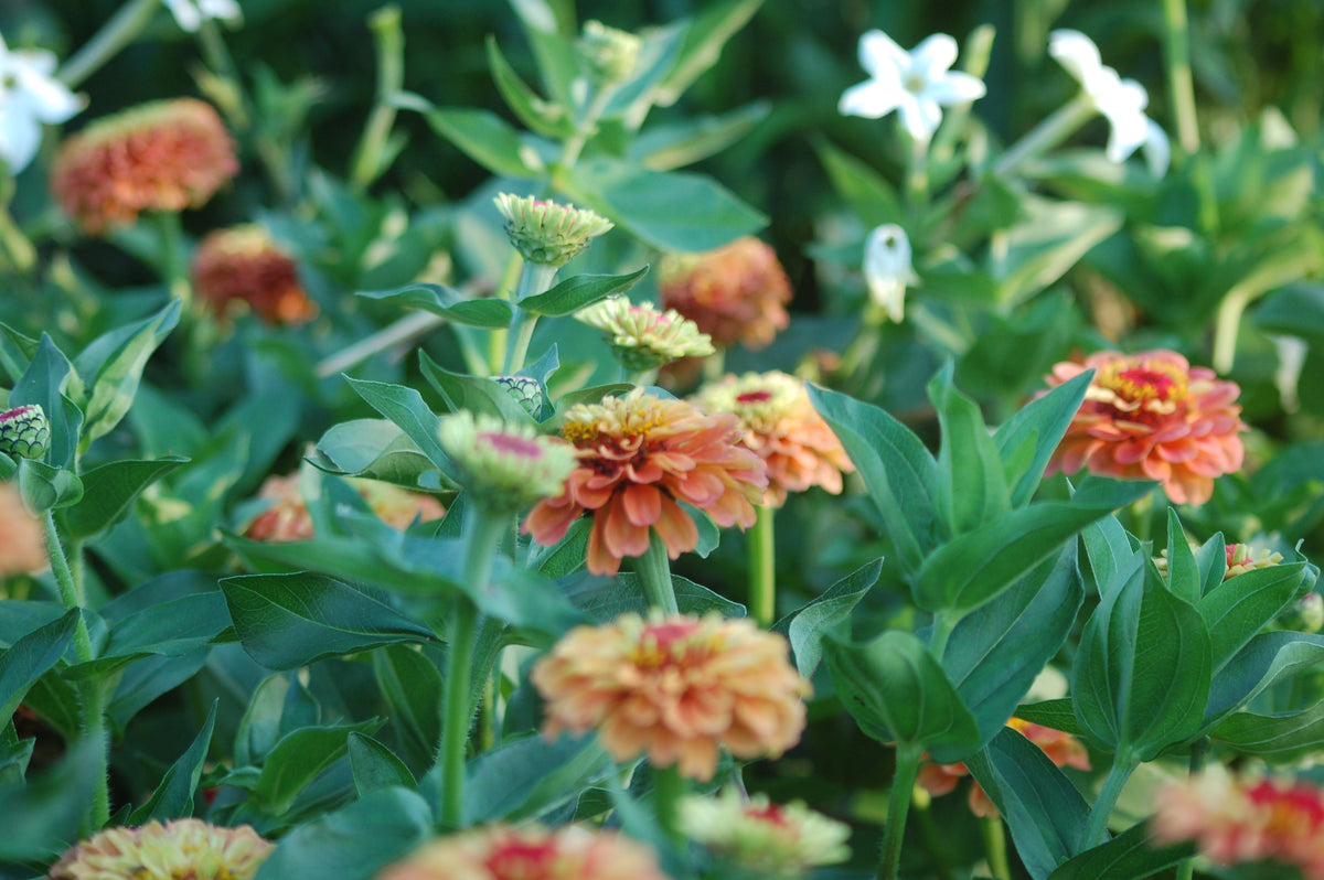 Zinnia elegans Queen Lime (Zinnia) - Bloemenzaad voor langbloeiende bloemen