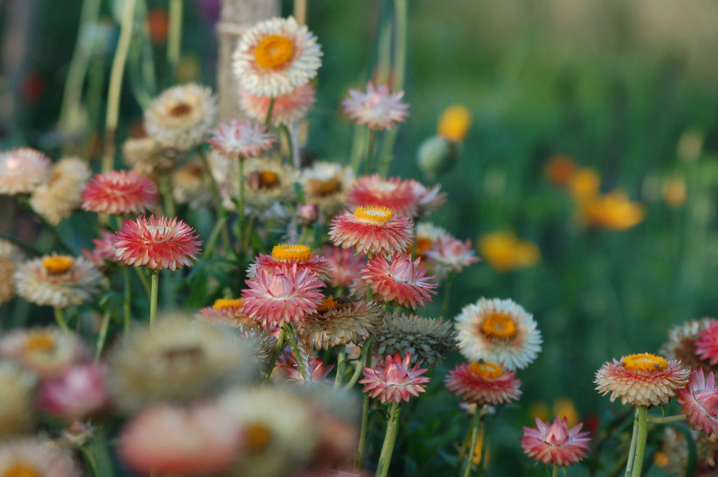 Helichrysum bracteatum Silvery Rose (strobloem) - Bloemenzaad voor langbloeiende bloemen