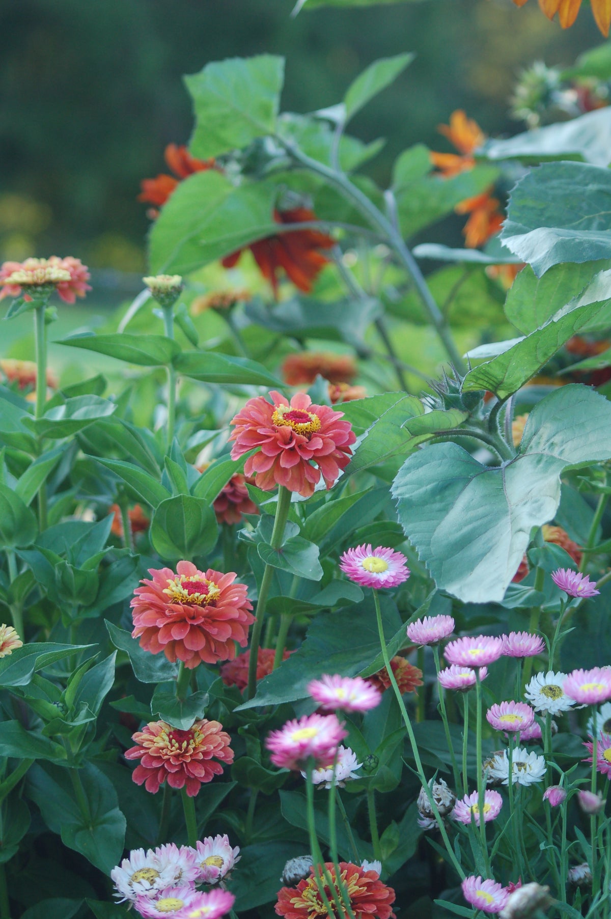 Zinnia elegans Queen Lime (Zinnia) - Bloemenzaad voor langbloeiende bloemen