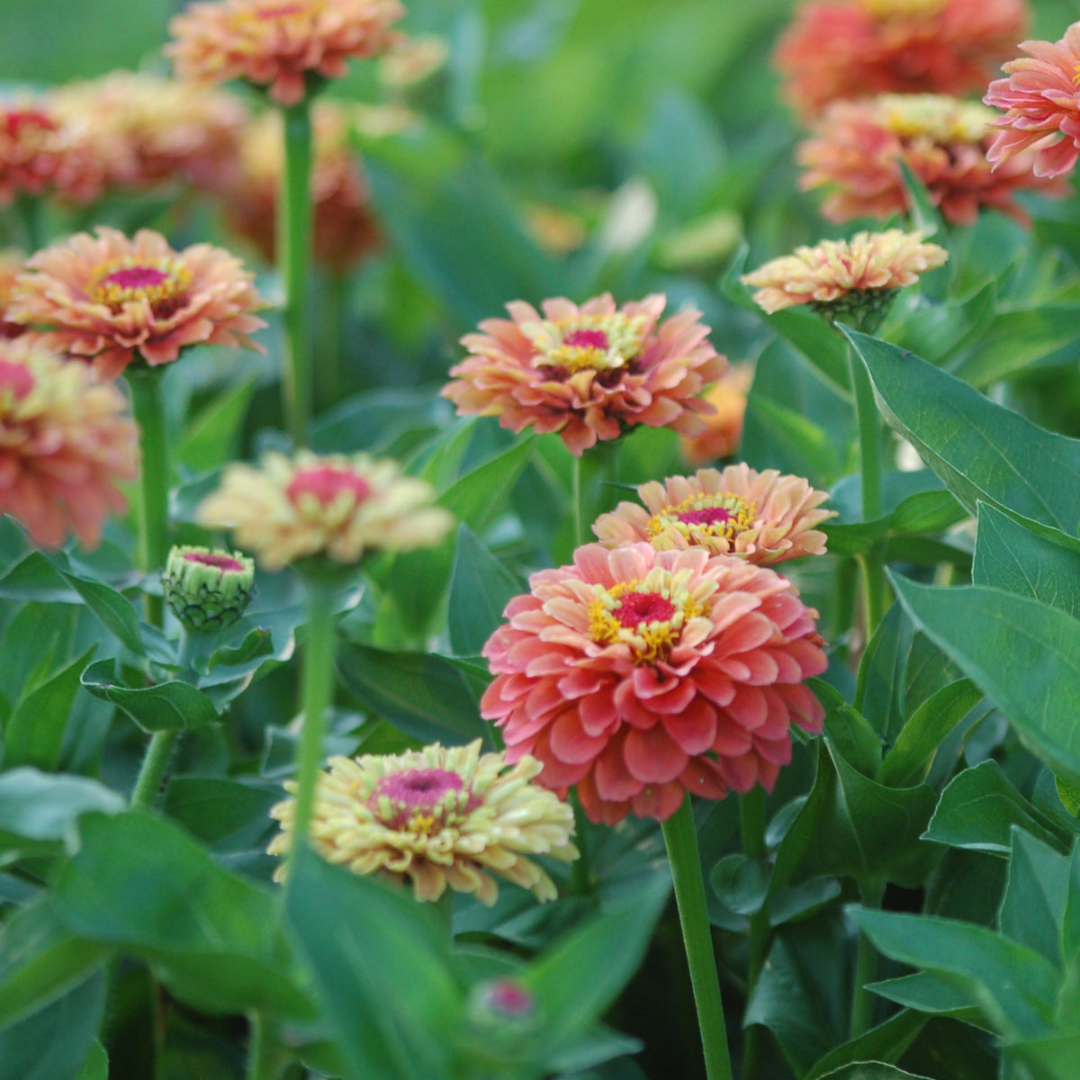 Zinnia elegans Queen Lime (Zinnia) - Bloemenzaad voor langbloeiende bloemen
