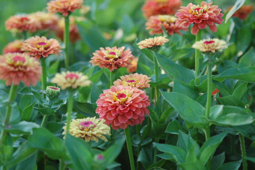 Zinnia elegans Queen Lime (Zinnia) - Bloemenzaad voor langbloeiende bloemen