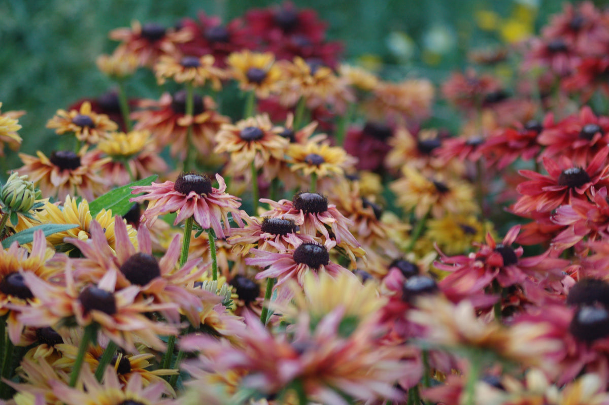Rudbeckia hirta 'Sahara' (zonnehoed) - Bloemenzaad voor langbloeiende bloemen