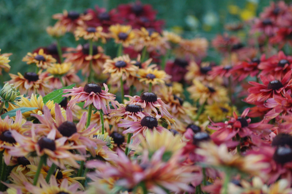Zaaipakket pluktuin COPPER - Bloemenzaad voor een uitbundige tuin