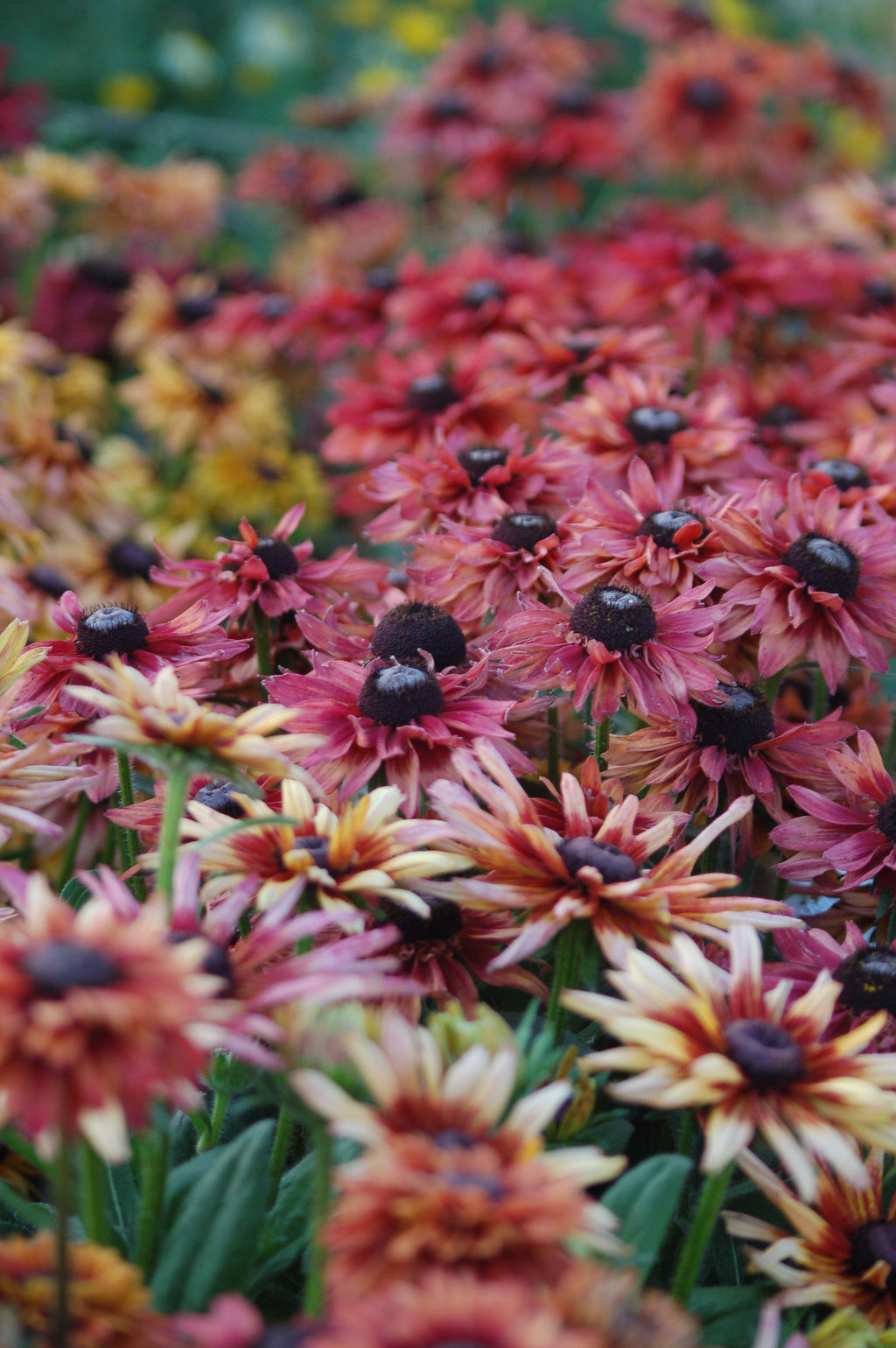 Rudbeckia hirta 'Sahara' (zonnehoed) - Bloemenzaad voor langbloeiende bloemen