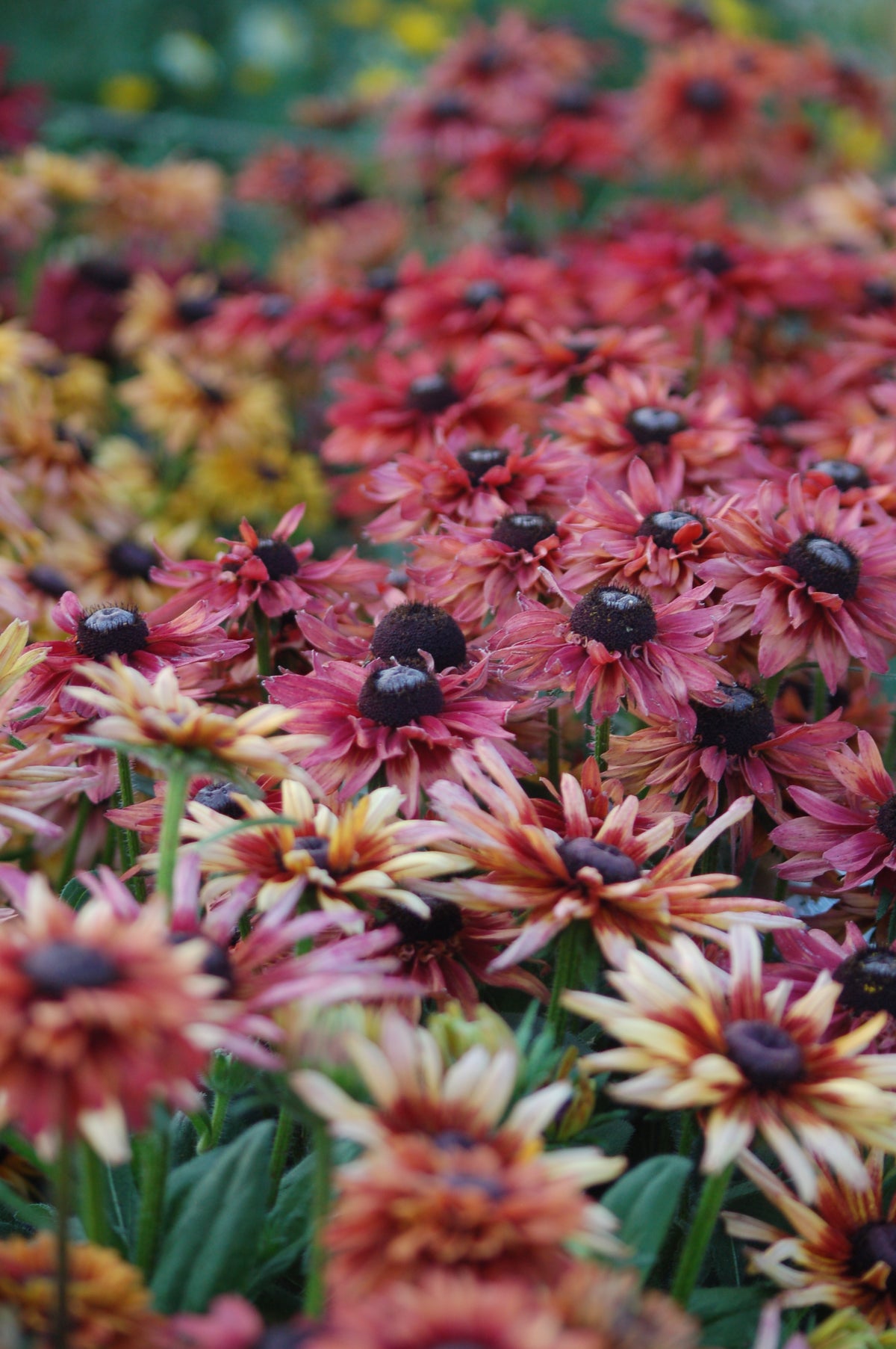Rudbeckia hirta 'Sahara' (zonnehoed) - Bloemenzaad voor langbloeiende bloemen