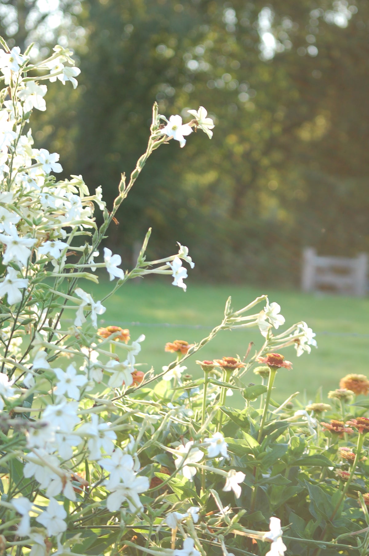 Nicotiana alata 'Grandiflora' (tabaksplant) - Bloemenzaad voor sterk geurende bloemen