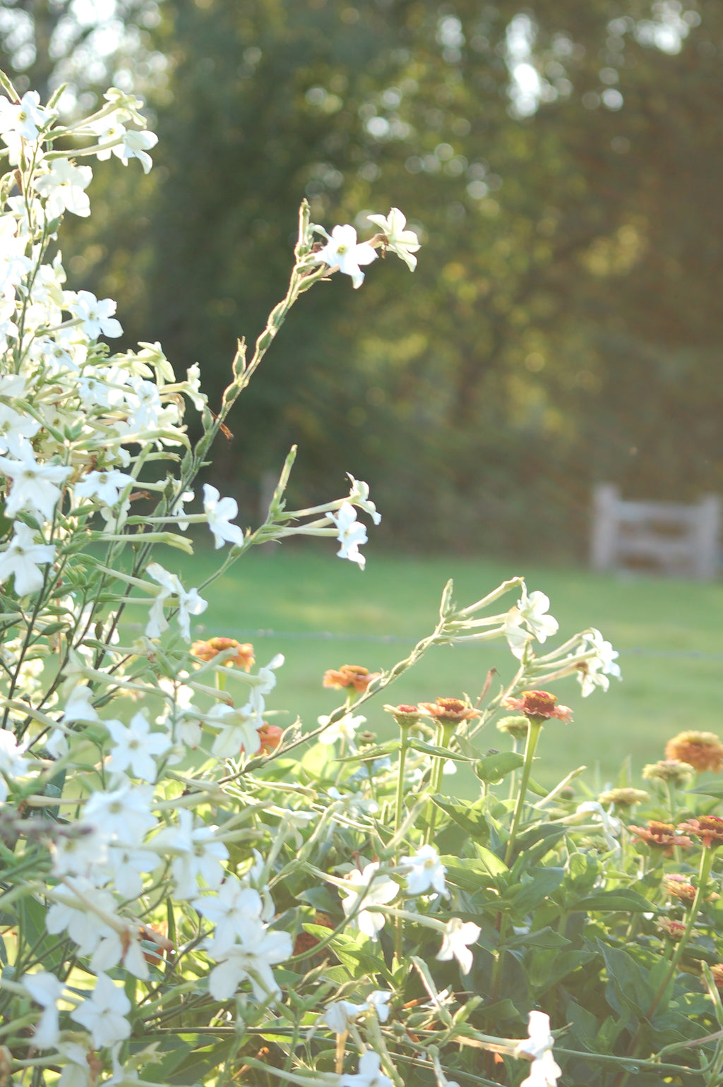 Zaaipakket pluktuin SUMMER - Bloemenzaad voor een uitbundige tuin