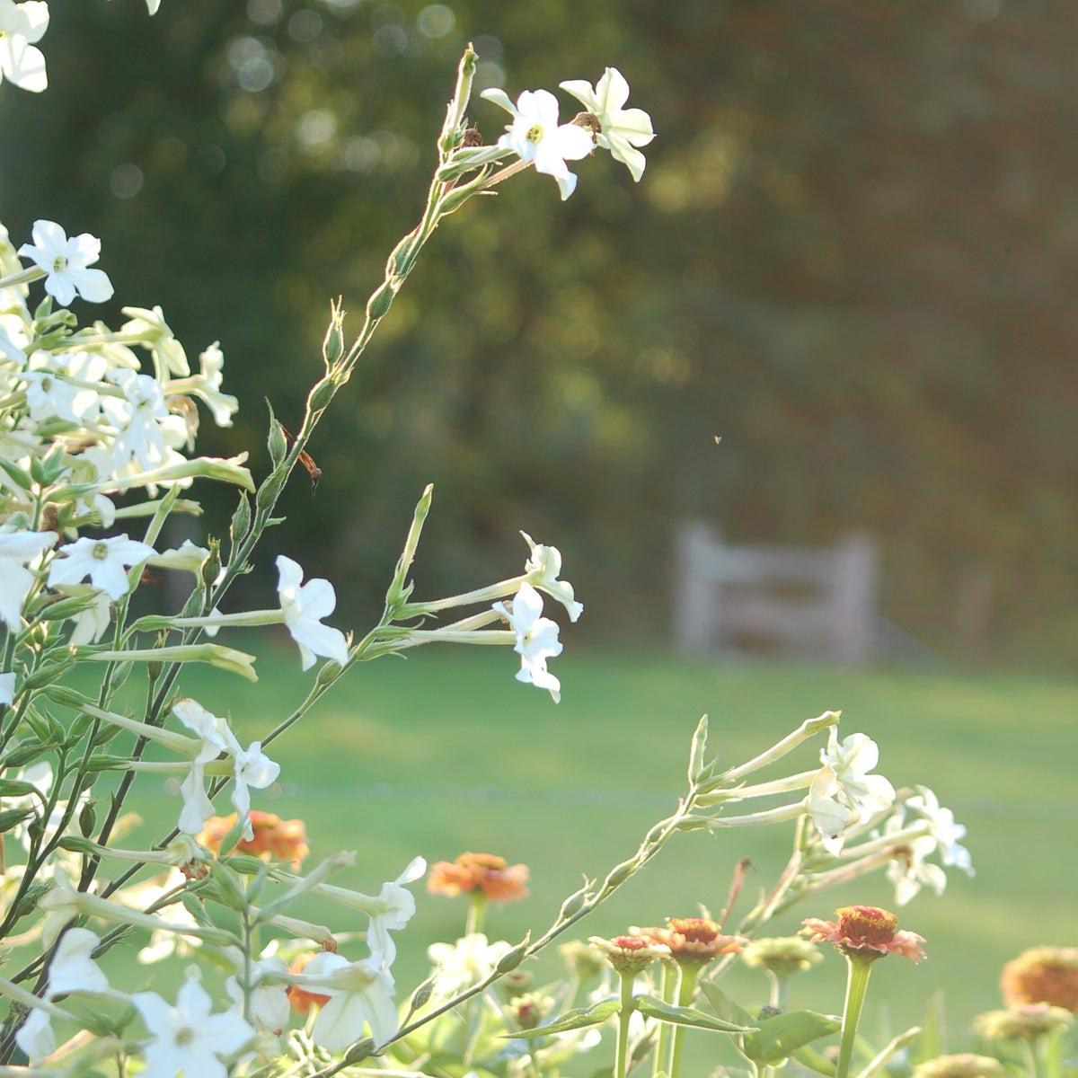 Nicotiana alata 'Grandiflora' (tabaksplant) - Bloemenzaad voor sterk geurende bloemen