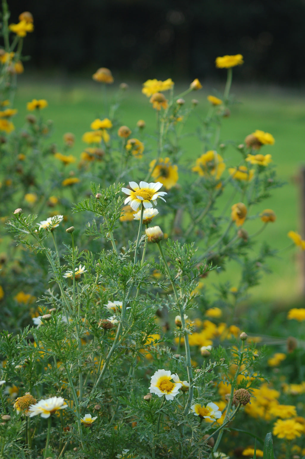 Zadenmix: Pluktuin in een zakje INHEEMSE BLOEMEN - Bloemenzaad voor lang bloeiende bloemen