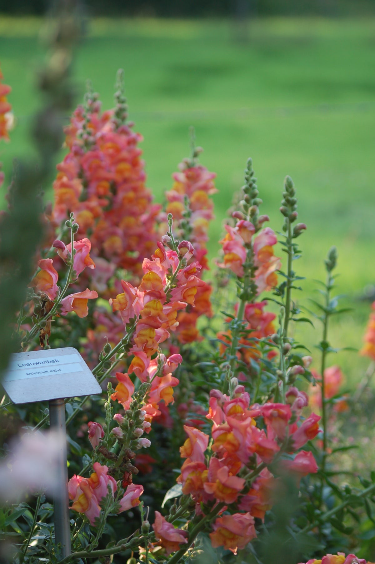 Antirrhinum majus 'Orange' - Leeuwenbek potomoc