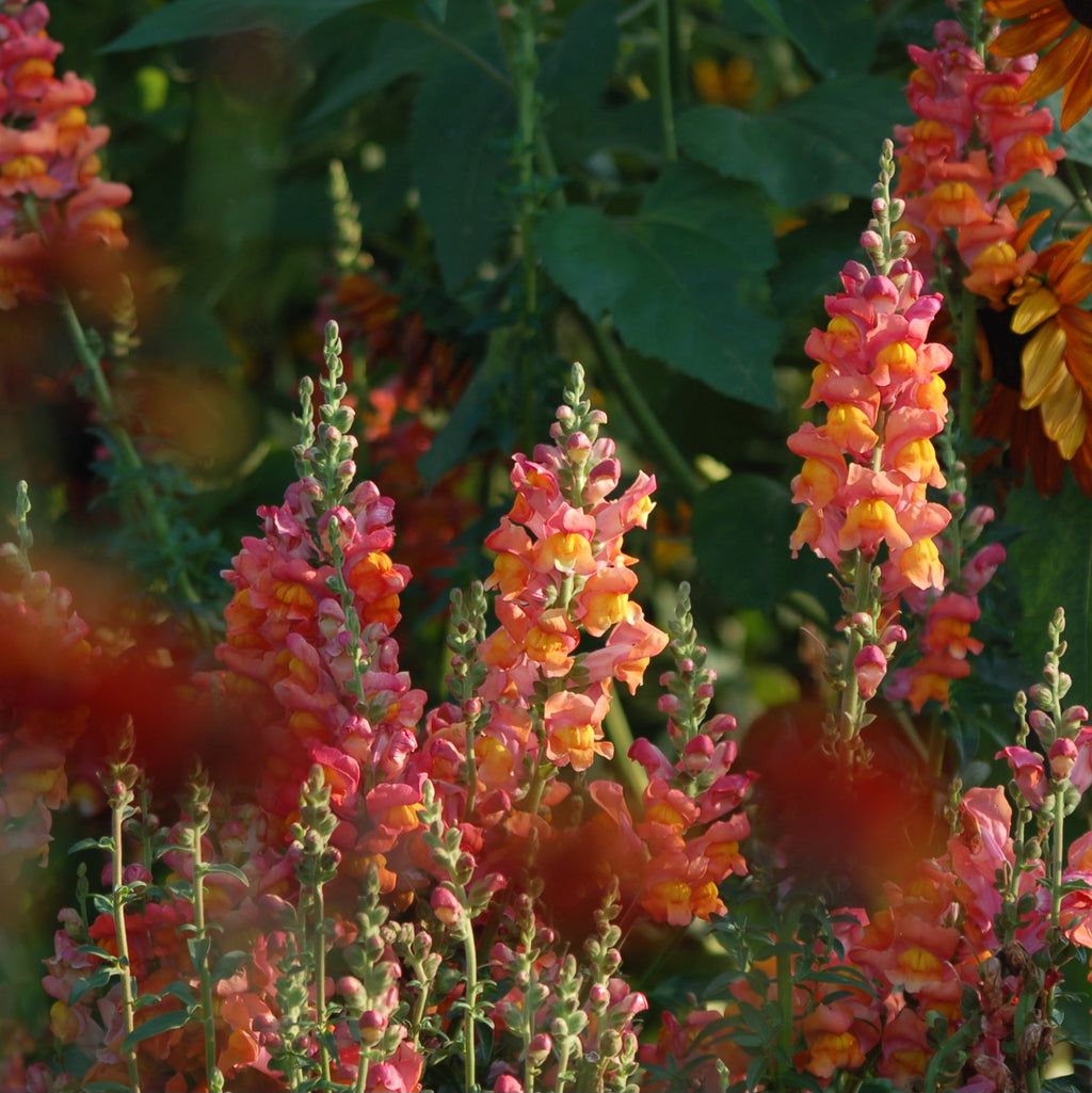 Antirrhinum majus 'Orange' - Leeuwenbek potomoc