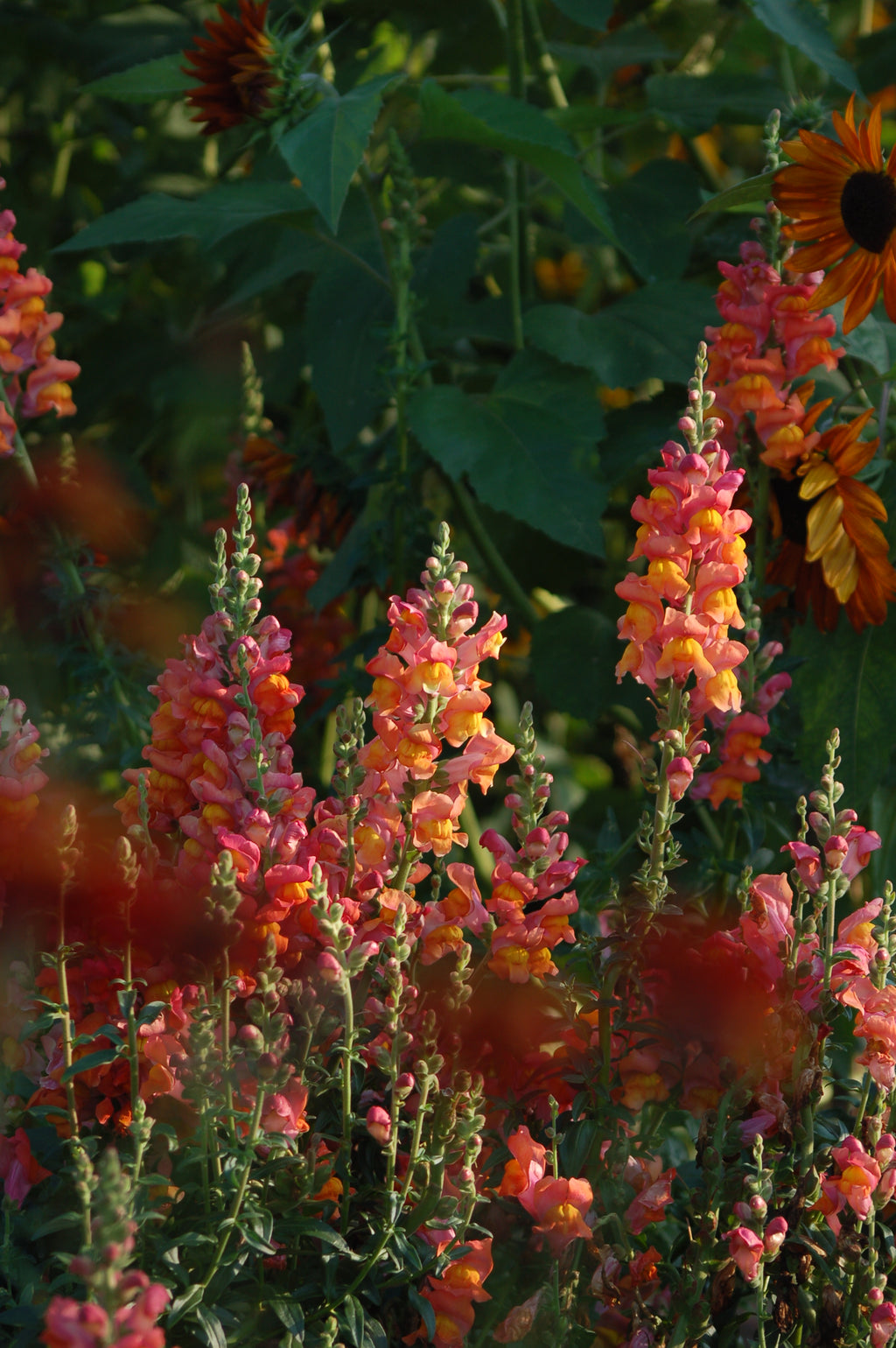 Antirrhinum majus 'Orange' - Leeuwenbek potomoc