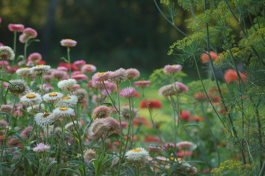 Helichrysum bracteatum Silvery Rose (strobloem) - Bloemenzaad voor langbloeiende bloemen