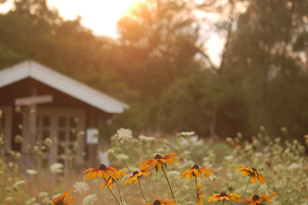 Zaaipakket pluktuin COPPER - Bloemenzaad voor een uitbundige tuin