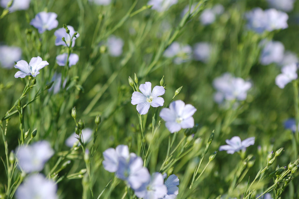 Linum usitatissimum (vlas) - Bloemenzaad voor oud cultuurgewas