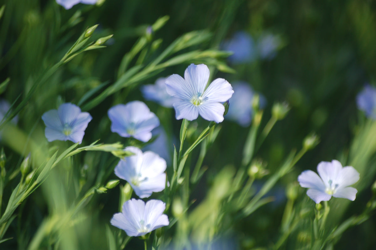 Linum usitatissimum (vlas) - Bloemenzaad voor oud cultuurgewas