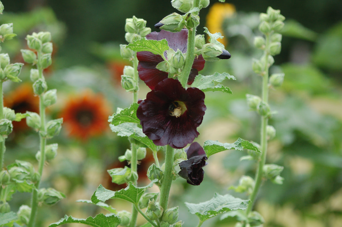 Alcea rosea 'Nigra' (stokroos)