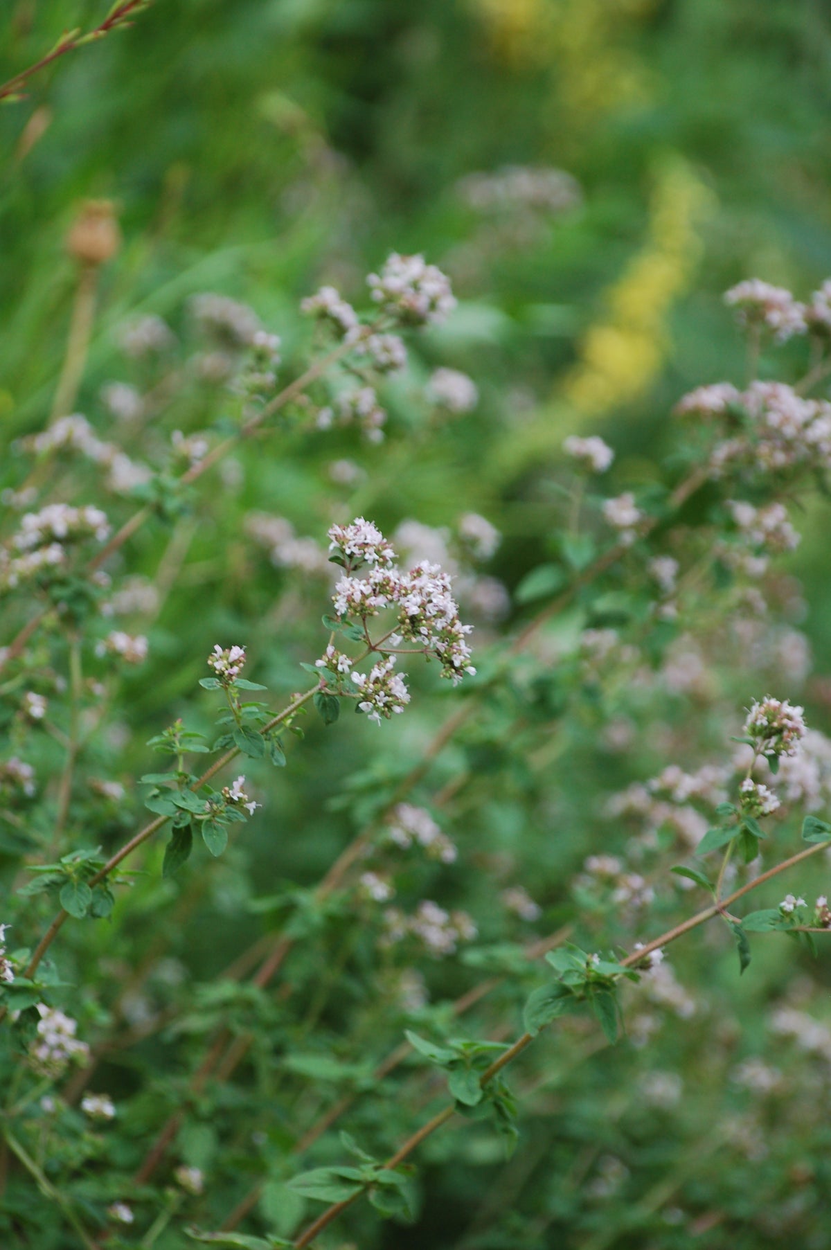 Origanum vulgare (wilde marjolein) - Inheemse bijenplant