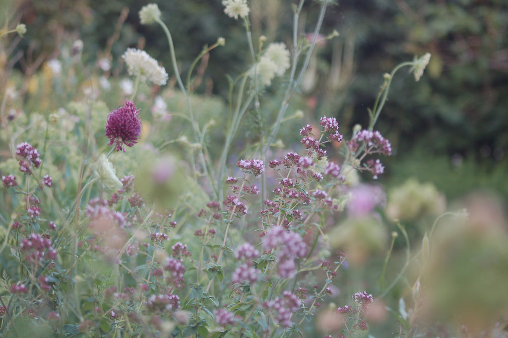 Origanum vulgare (wilde marjolein) - Inheemse bijenplant