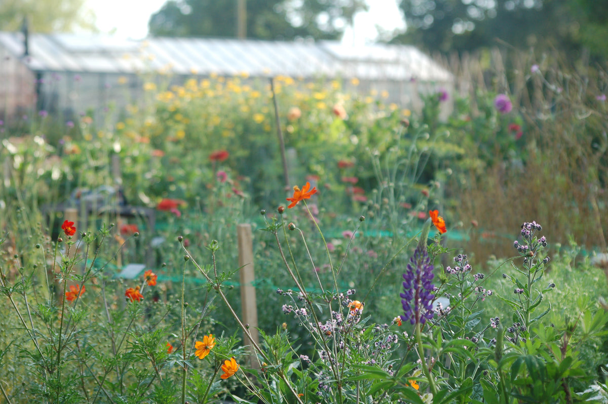 Cosmea sulphureus 'Sunset Orange' (cosmea( - Bloemenzaad voor lang bloeiende bloemen