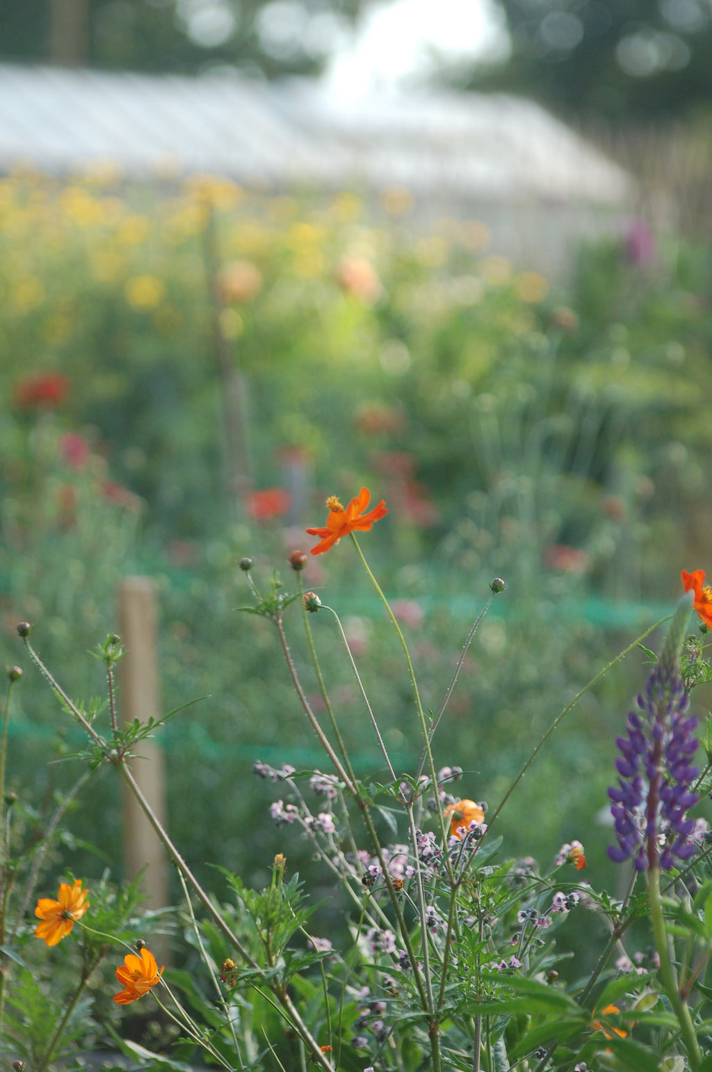 Cosmea sulphureus 'Sunset Orange' (cosmea( - Bloemenzaad voor lang bloeiende bloemen
