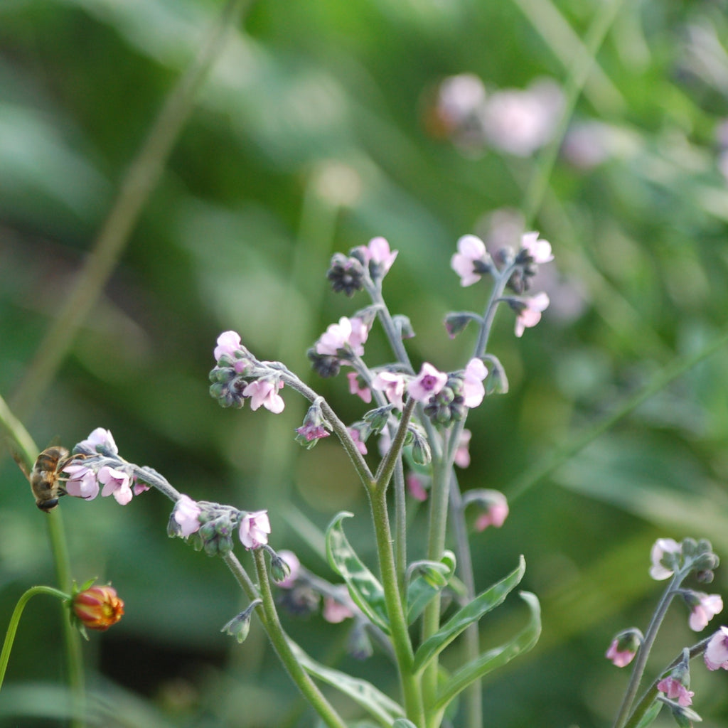 Cynoglossum 'Amabile' - Chinees Vergeet-me-nietje NIEUW