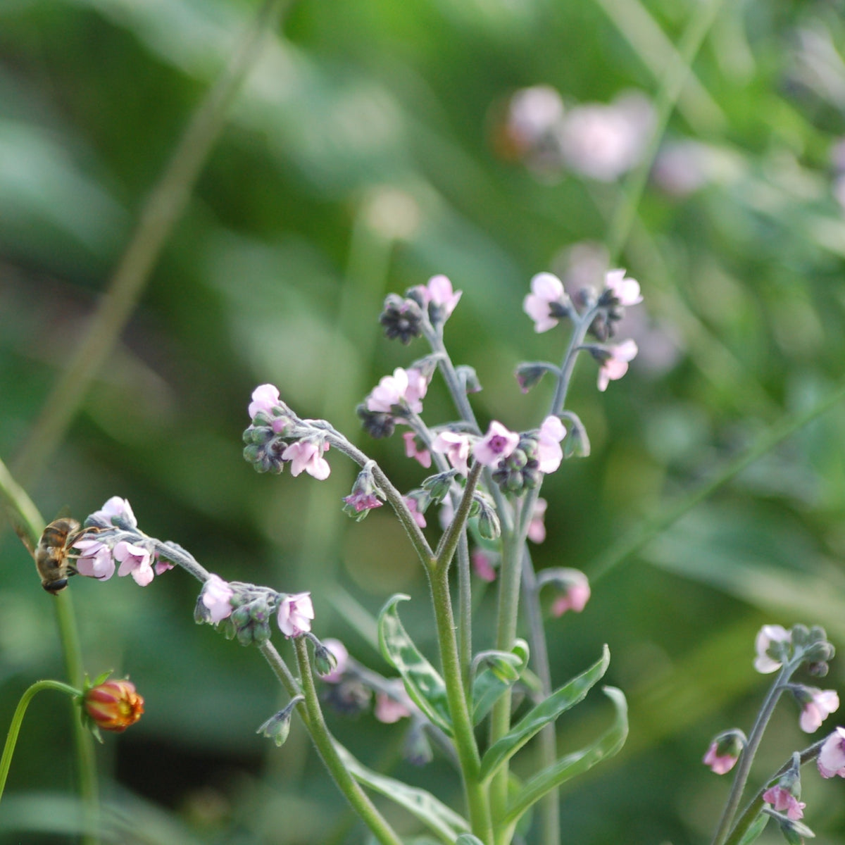 Cynoglossum 'Amabile' - Chinees Vergeet-me-nietje NIEUW