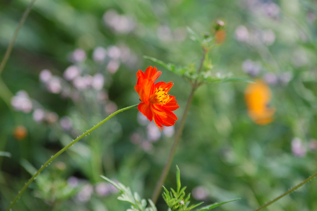Cosmea sulphureus 'Sunset Orange' (cosmea( - Bloemenzaad voor lang bloeiende bloemen