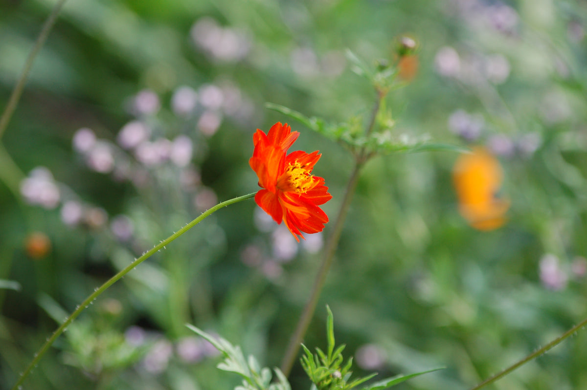 Cosmea sulphureus 'Sunset Orange' (cosmea( - Bloemenzaad voor lang bloeiende bloemen