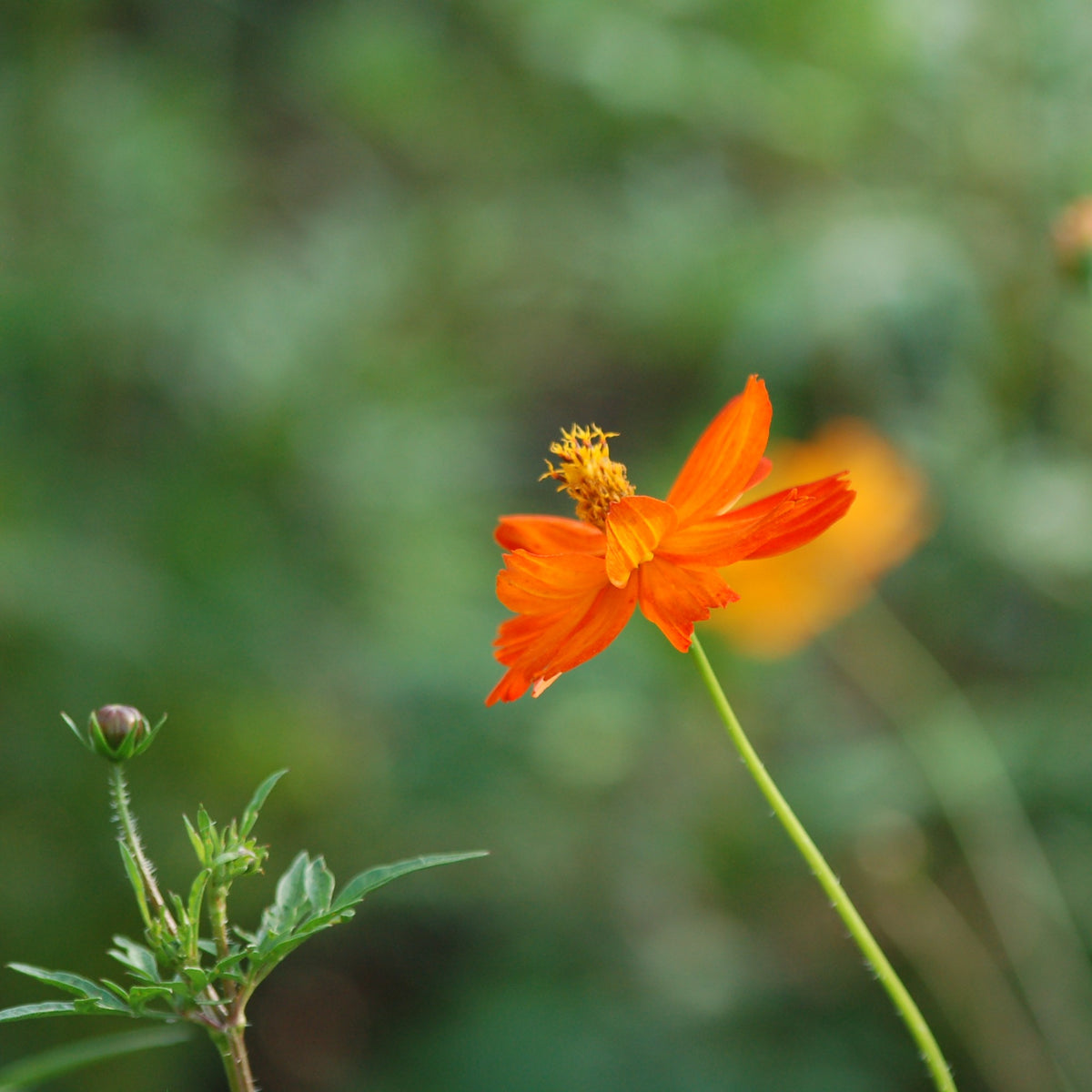 Cosmea sulphureus 'Sunset Orange' (cosmea( - Bloemenzaad voor lang bloeiende bloemen