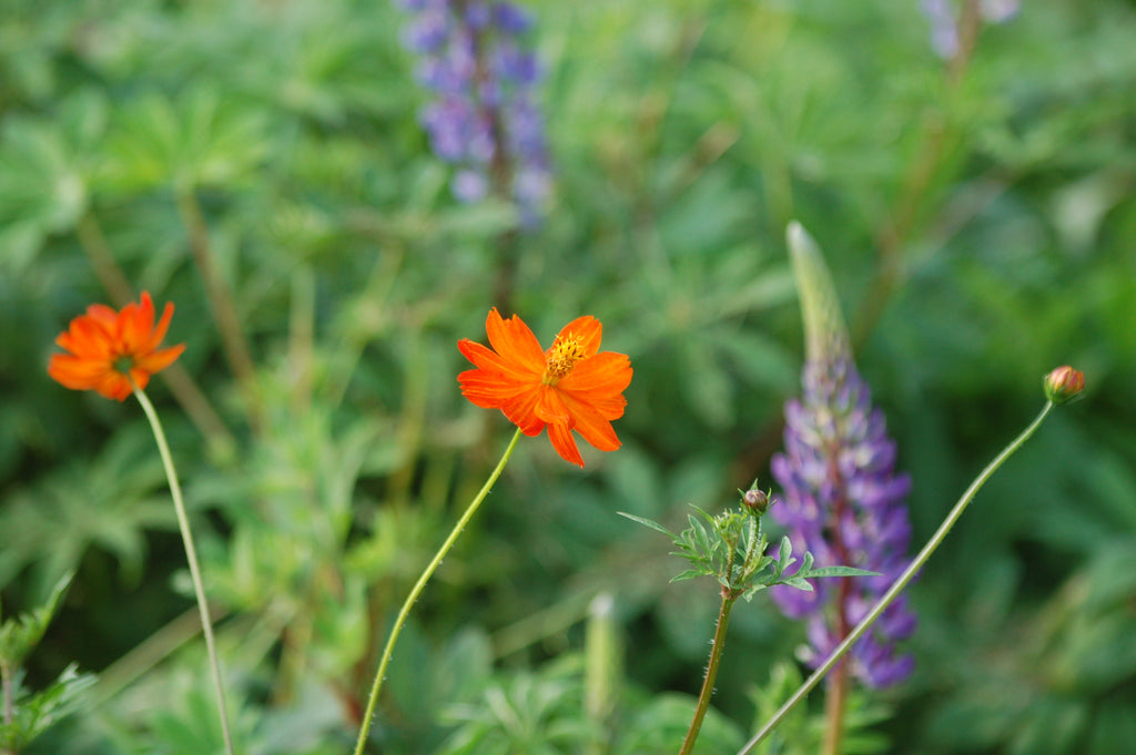 Cosmea sulphureus 'Sunset Orange' (cosmea( - Bloemenzaad voor lang bloeiende bloemen