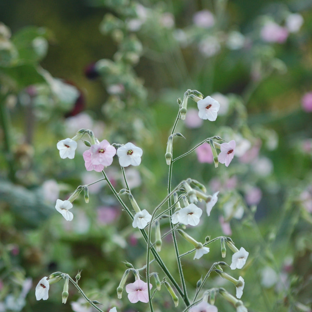 Nicotiana mutabilis 'Marshmallow' (tabaksplant) - Bloemenzaad voor lang bloeiende bloemen