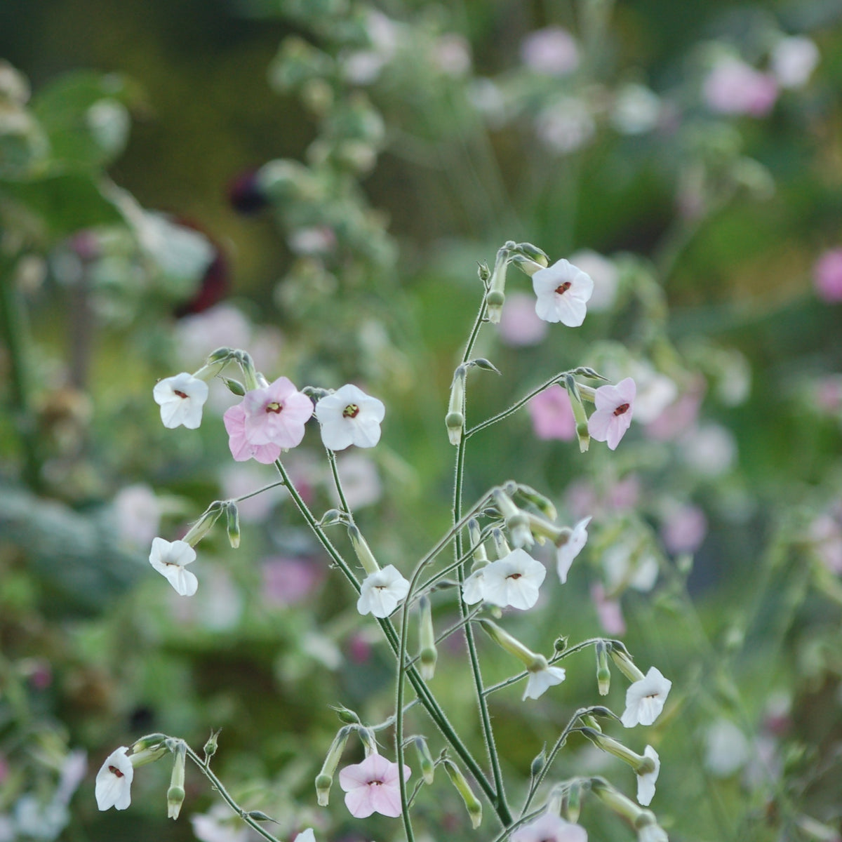 Nicotiana mutabilis 'Marshmallow' (tabaksplant) - Bloemenzaad voor lang bloeiende bloemen