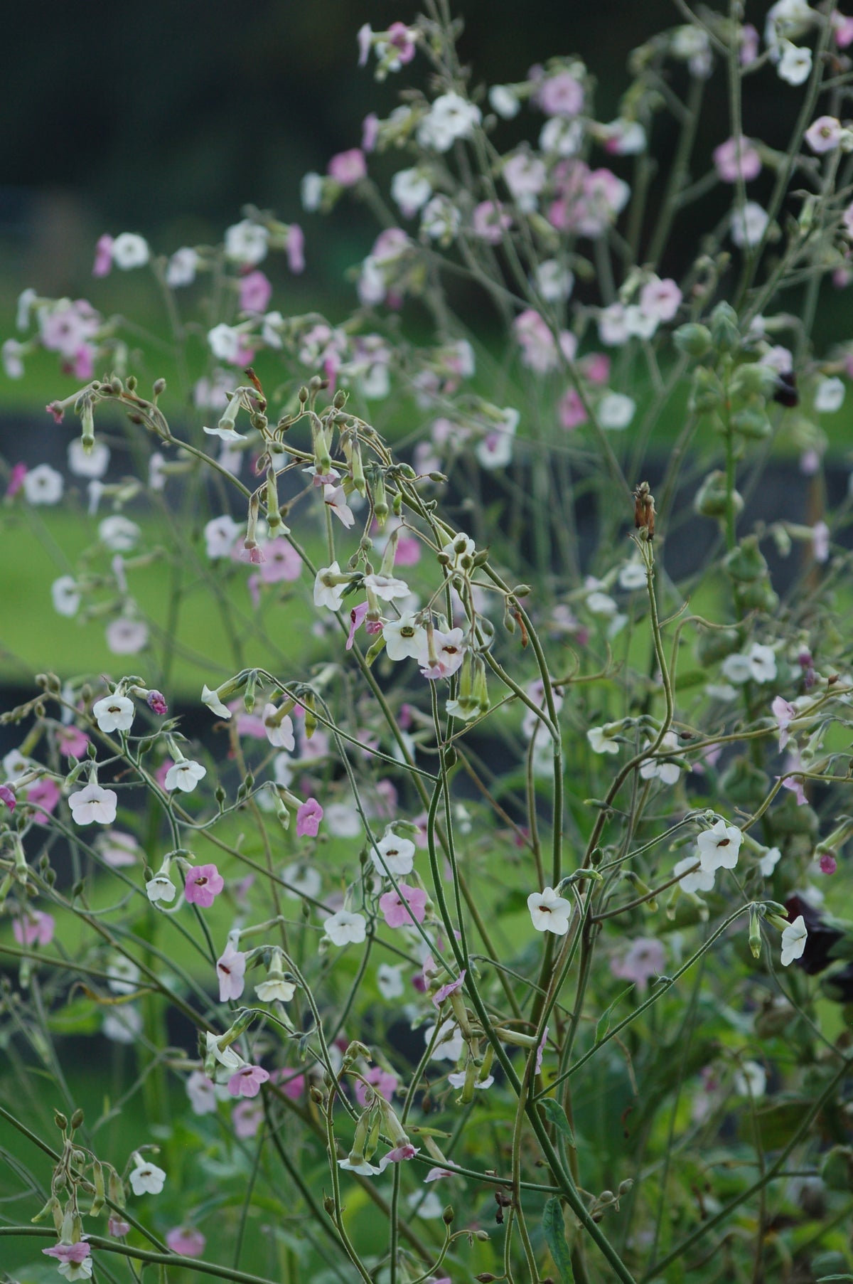 Nicotiana mutabilis 'Marshmallow' (tabaksplant) - Bloemenzaad voor lang bloeiende bloemen