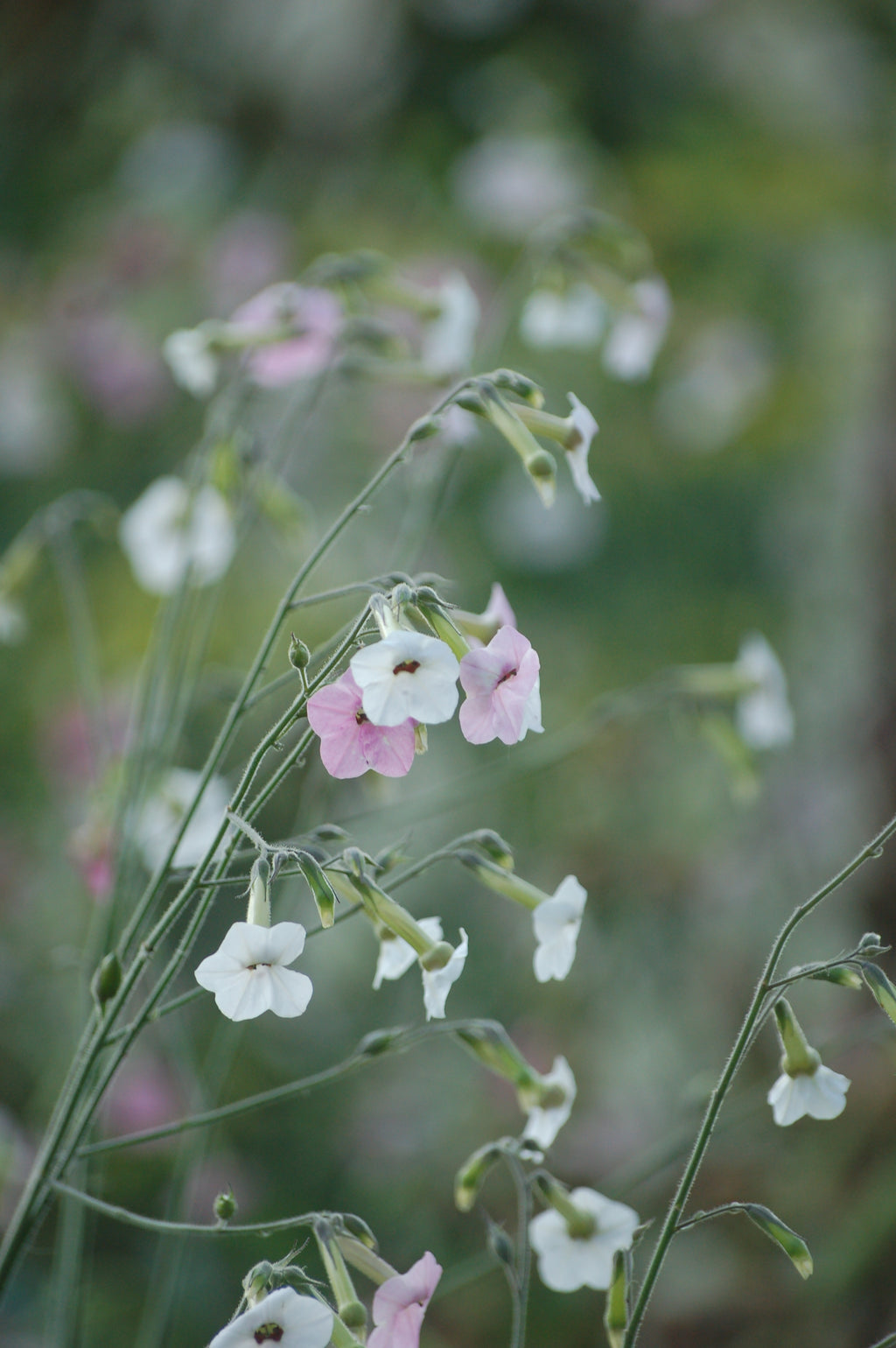 Nicotiana mutabilis 'Marshmallow' (tabaksplant) - Bloemenzaad voor lang bloeiende bloemen