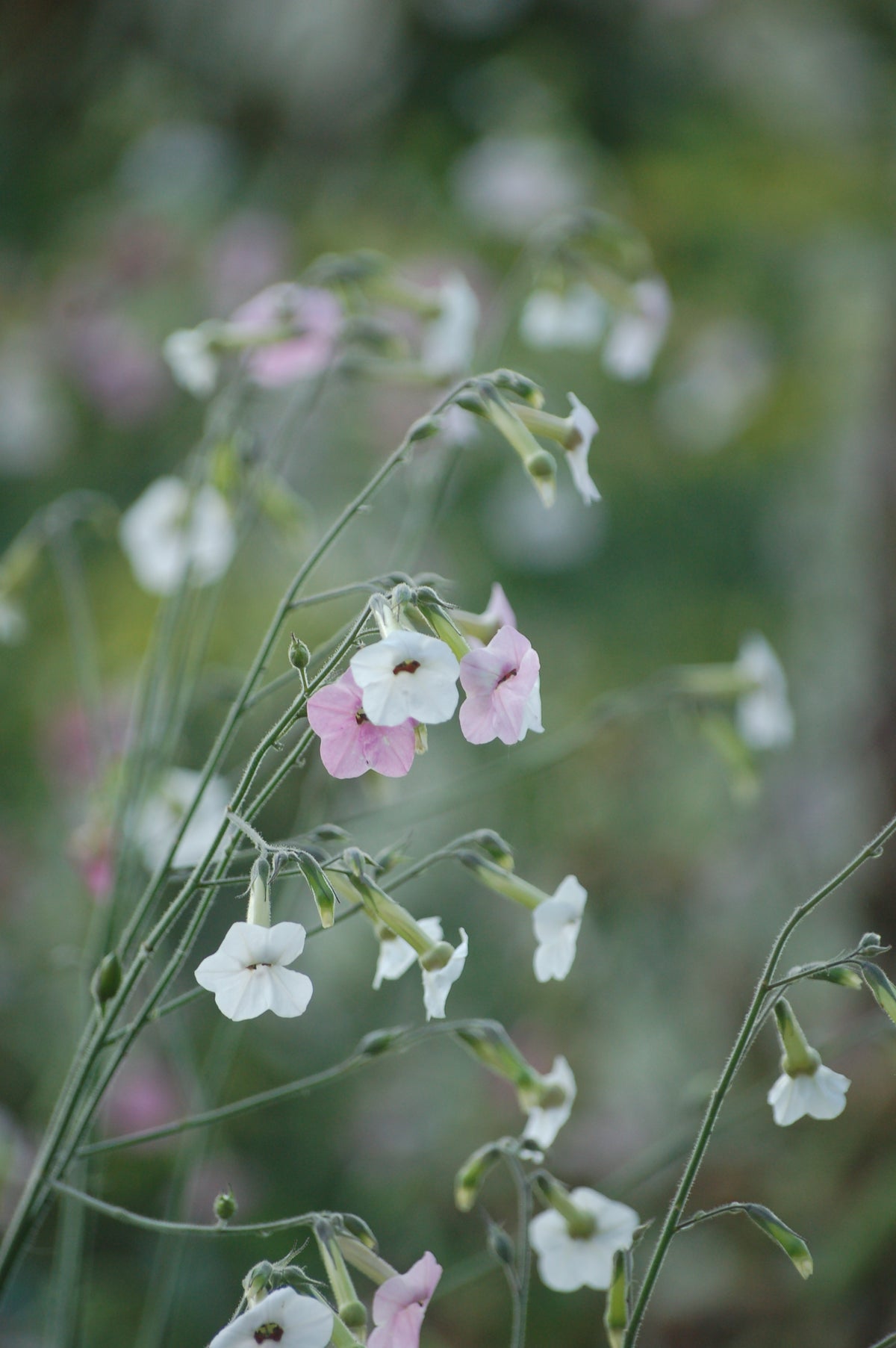 Nicotiana mutabilis 'Marshmallow' (tabaksplant) - Bloemenzaad voor lang bloeiende bloemen