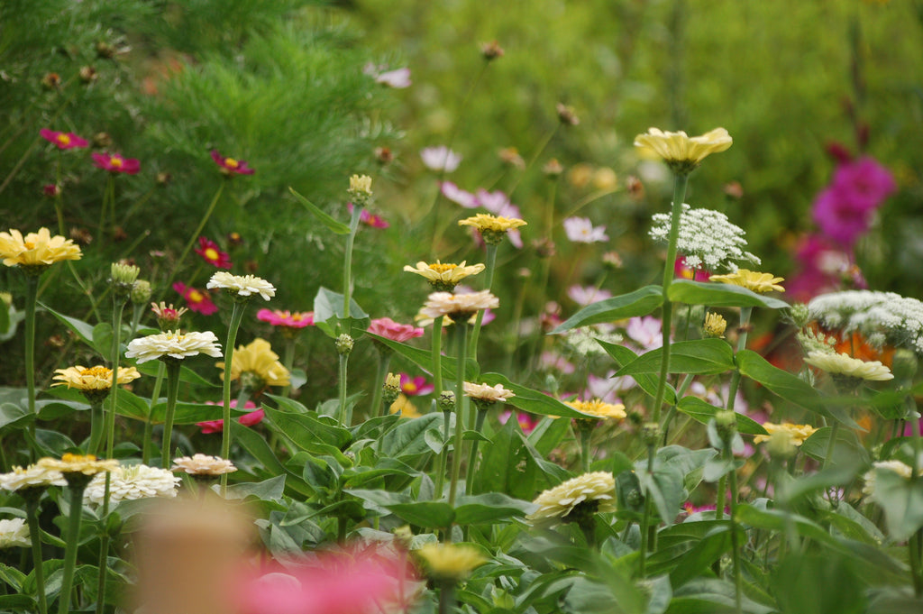 Zinnia elegans Pastel Beauties (Zinnia) - Bloemenzaad voor langbloeiende bloemen