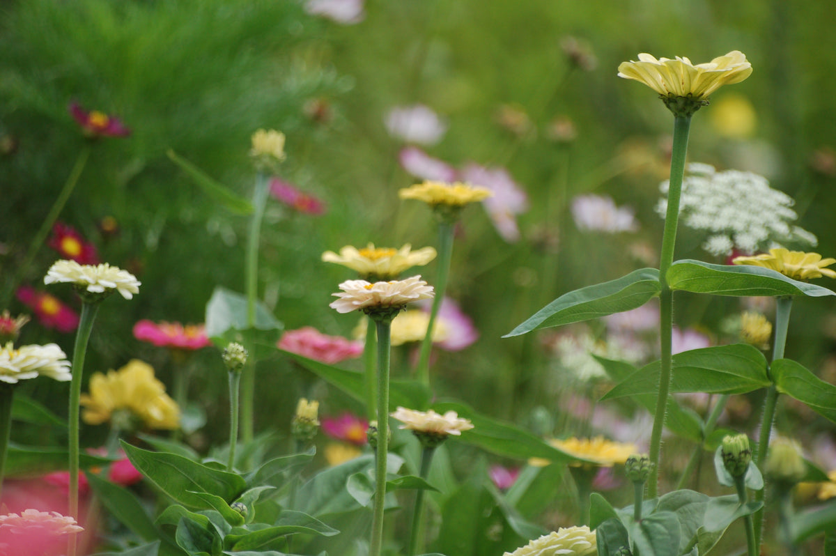 Zinnia elegans Pastel Beauties (Zinnia) - Bloemenzaad voor langbloeiende bloemen