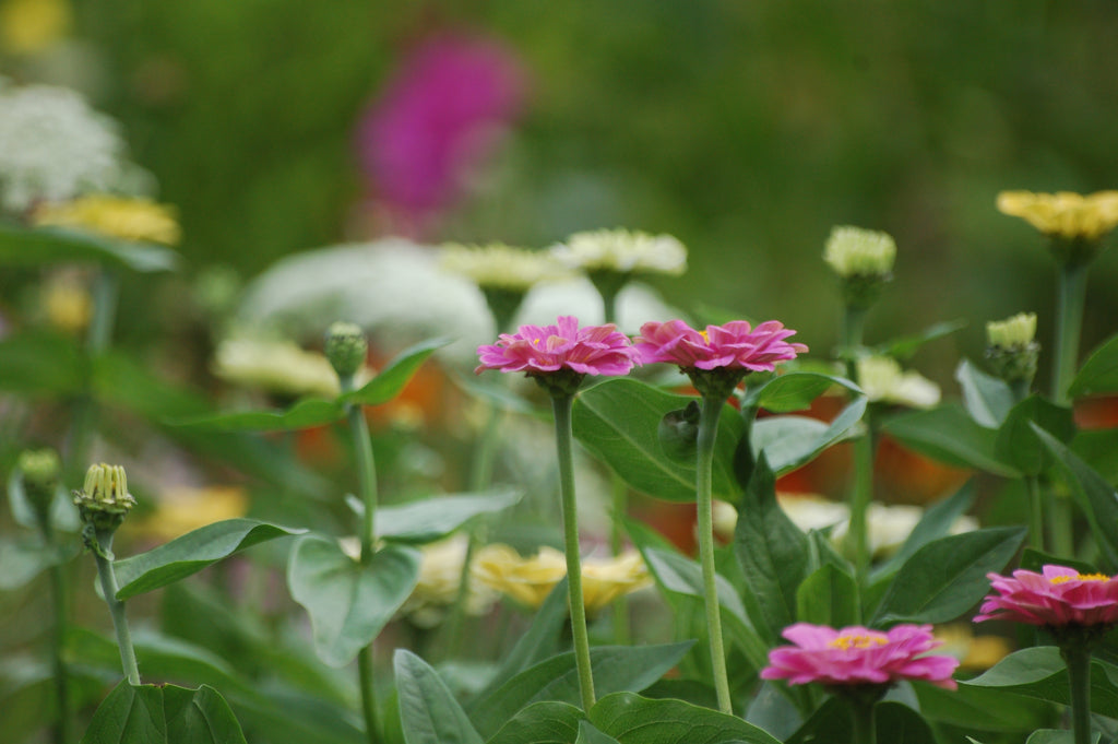 Zinnia elegans Pastel Beauties (Zinnia) - Bloemenzaad voor langbloeiende bloemen