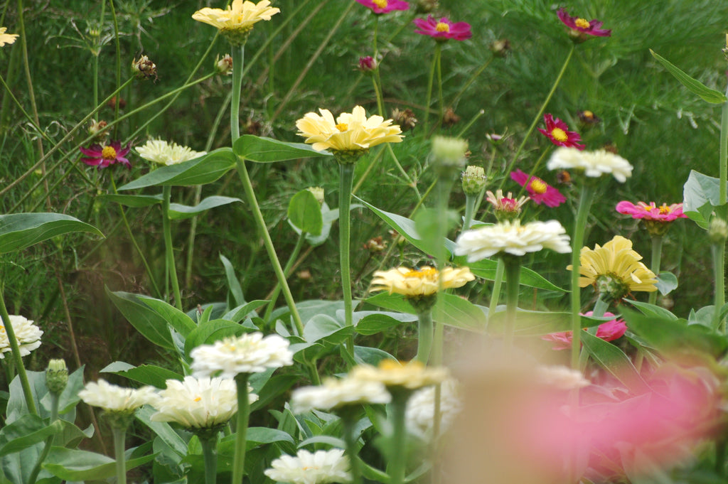Zinnia elegans Pastel Beauties (Zinnia) - Bloemenzaad voor langbloeiende bloemen