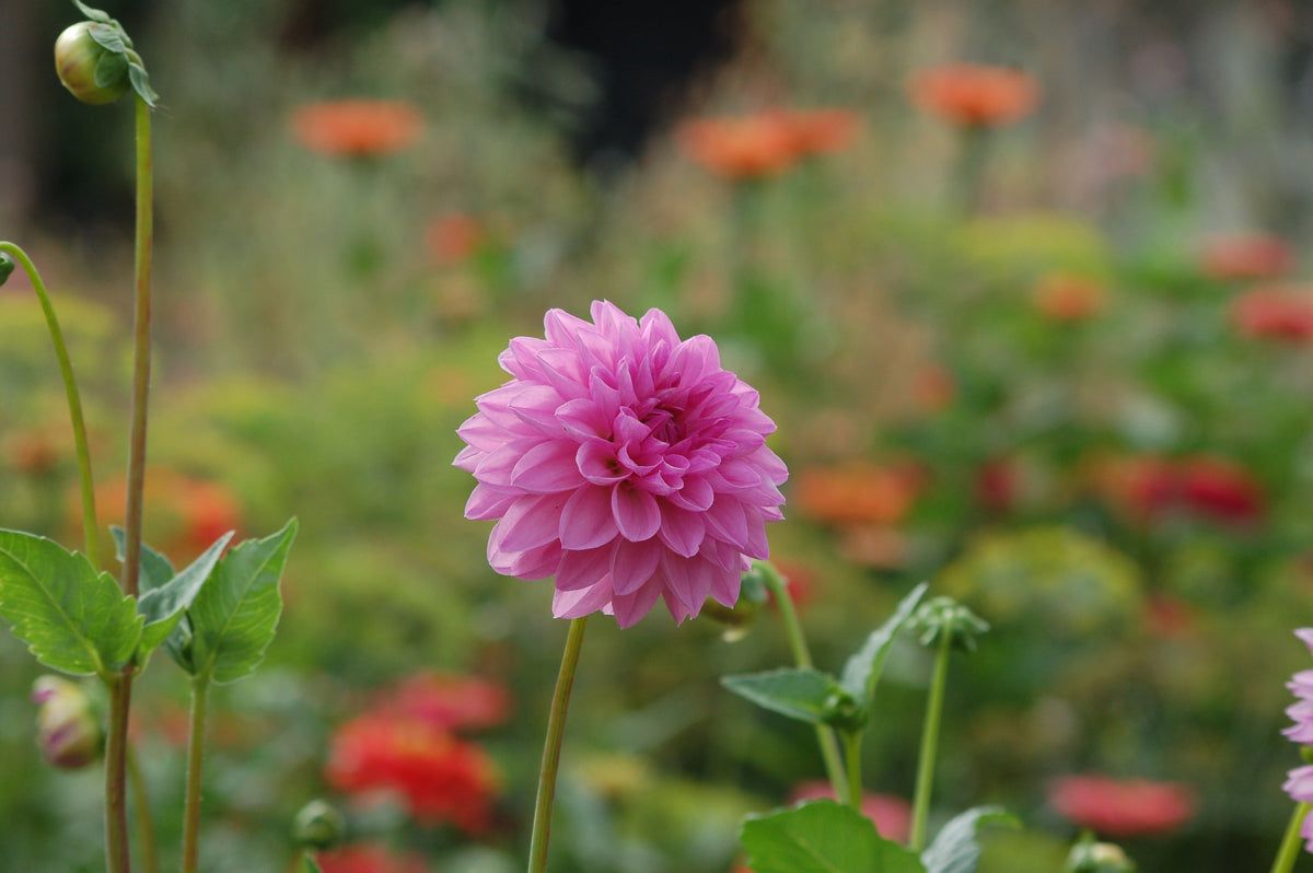 Dahlia box Purple Haze
